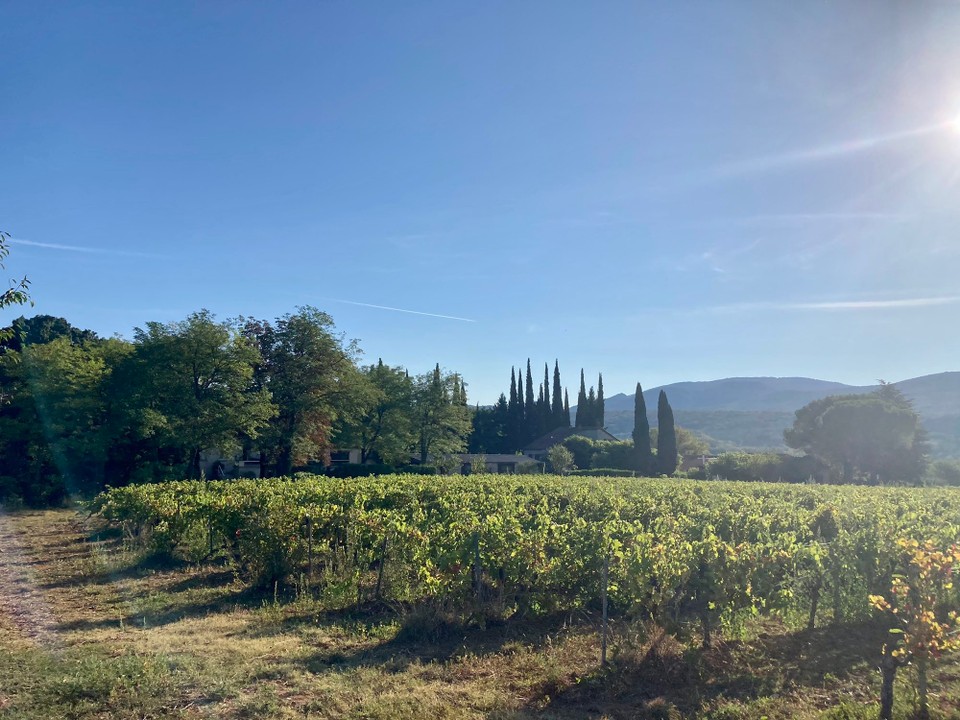 Frankreich - Vallon-Pont-d'Arc - Weinreben so weit das Auge reicht. Lavendelzeit ist gerade vorüber.