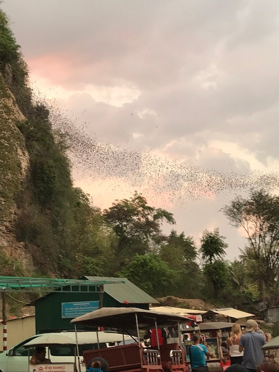 Cambodia - Battambang - Bat’s streaming...