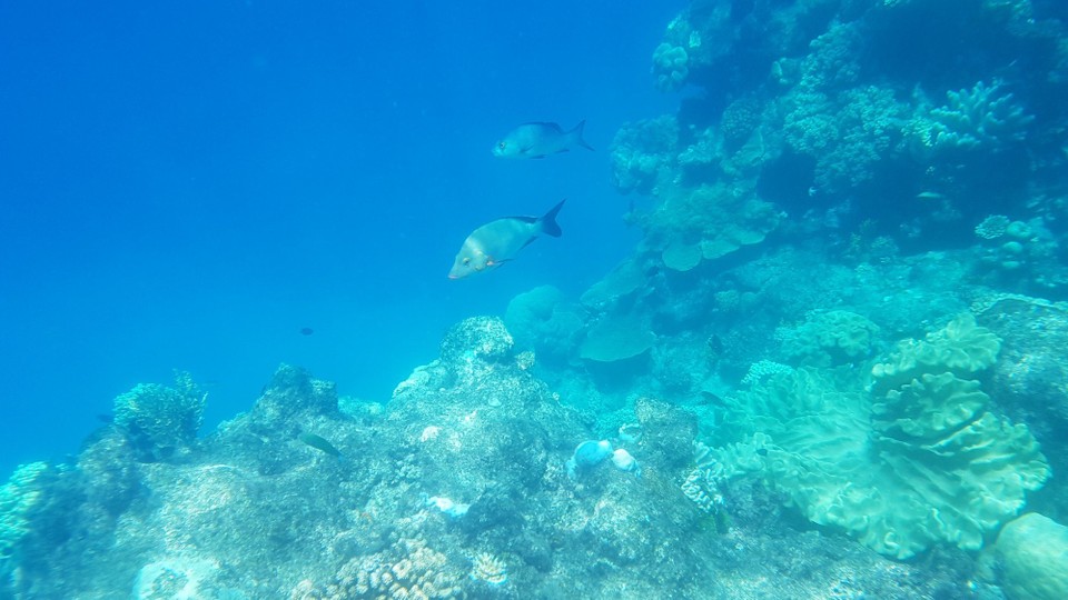 Australia - Cairns - Wieder auf Schnorchelkurs.