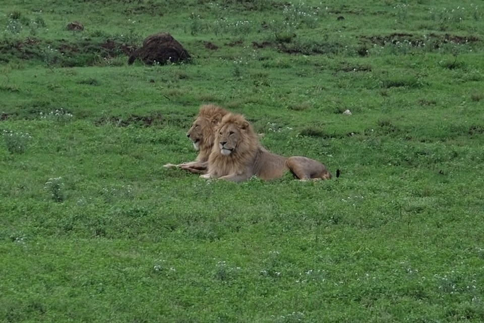  - Schutzgebiet Ngorongoro - Zwillinge 