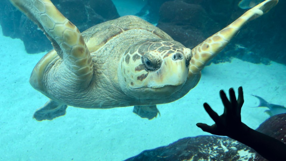 Vereinigte Staaten - Tampa - 