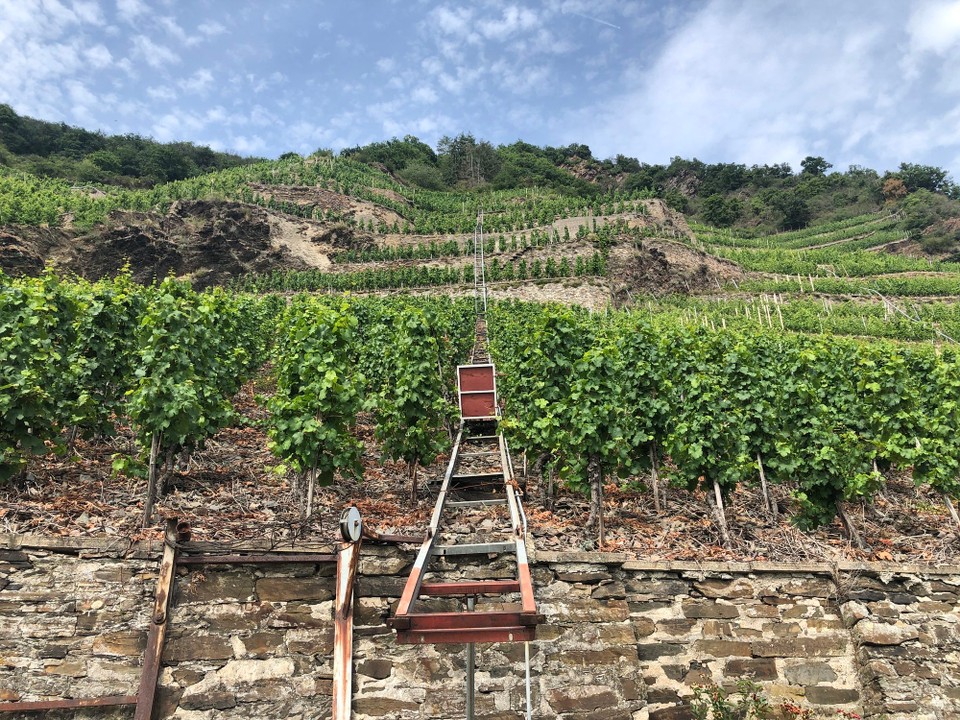 Deutschland - Winningen - Weinanbau extrem