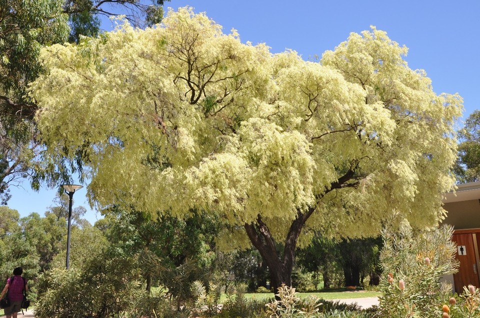 Australien - Fremantle City - 