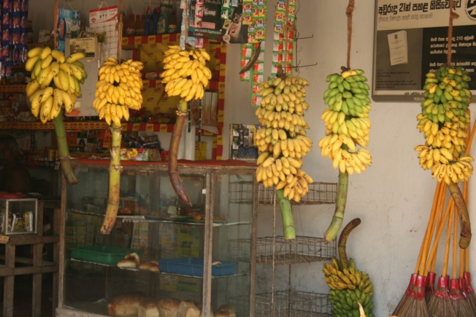 Sri Lanka - Ahangama - 