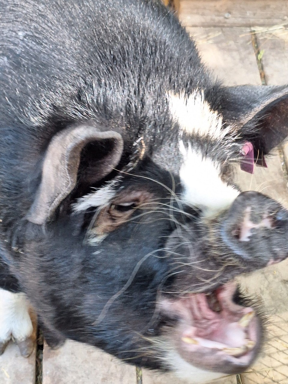 Neuseeland - Christchurch - Kunekune Schwein