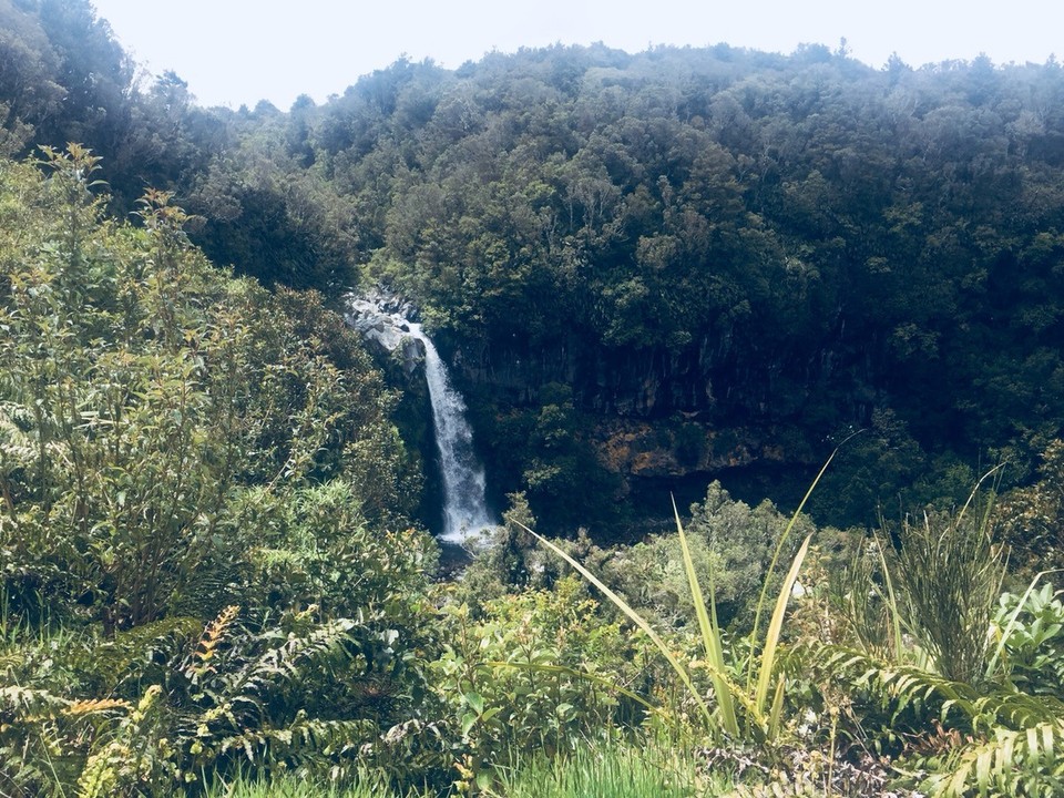  - Neuseeland, Mount Taranaki, Kapuni Loop Track - 