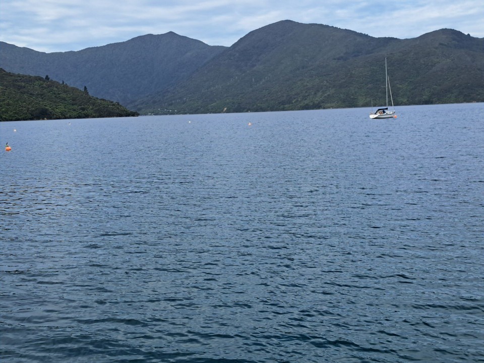 Neuseeland - Punga Cove - 