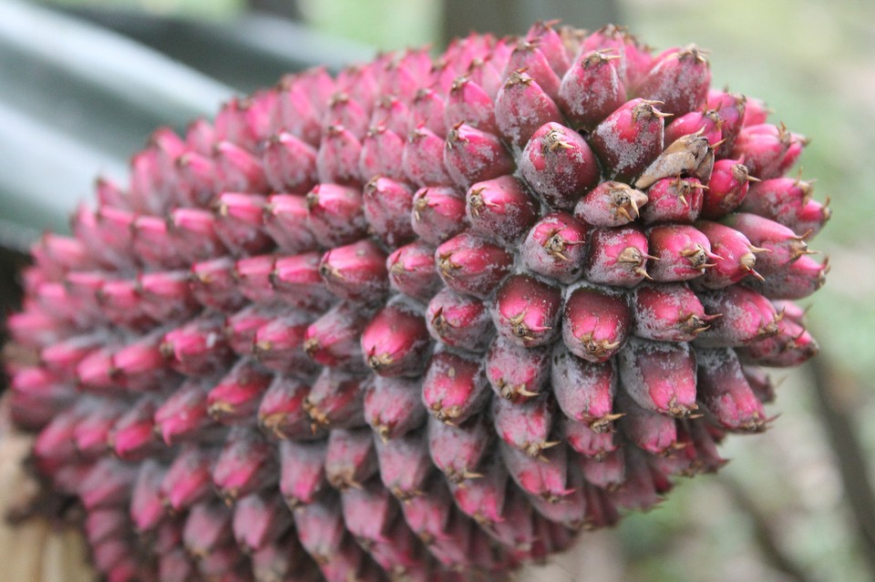 Kolumbien - Medellín - Ananas?