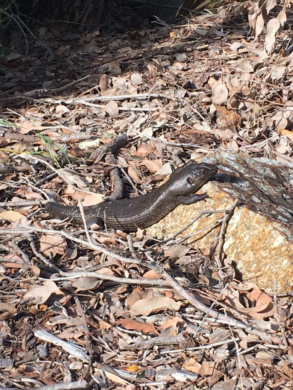 Australien - Eagle Bay - 