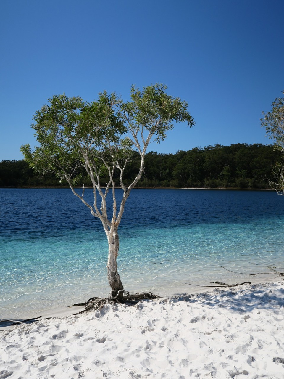 Australia - Fraser Island - De jour