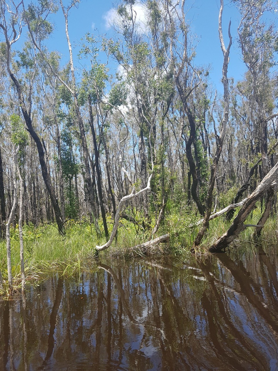 Australia - Cooroibah - Mutter Natur kommt zurück.