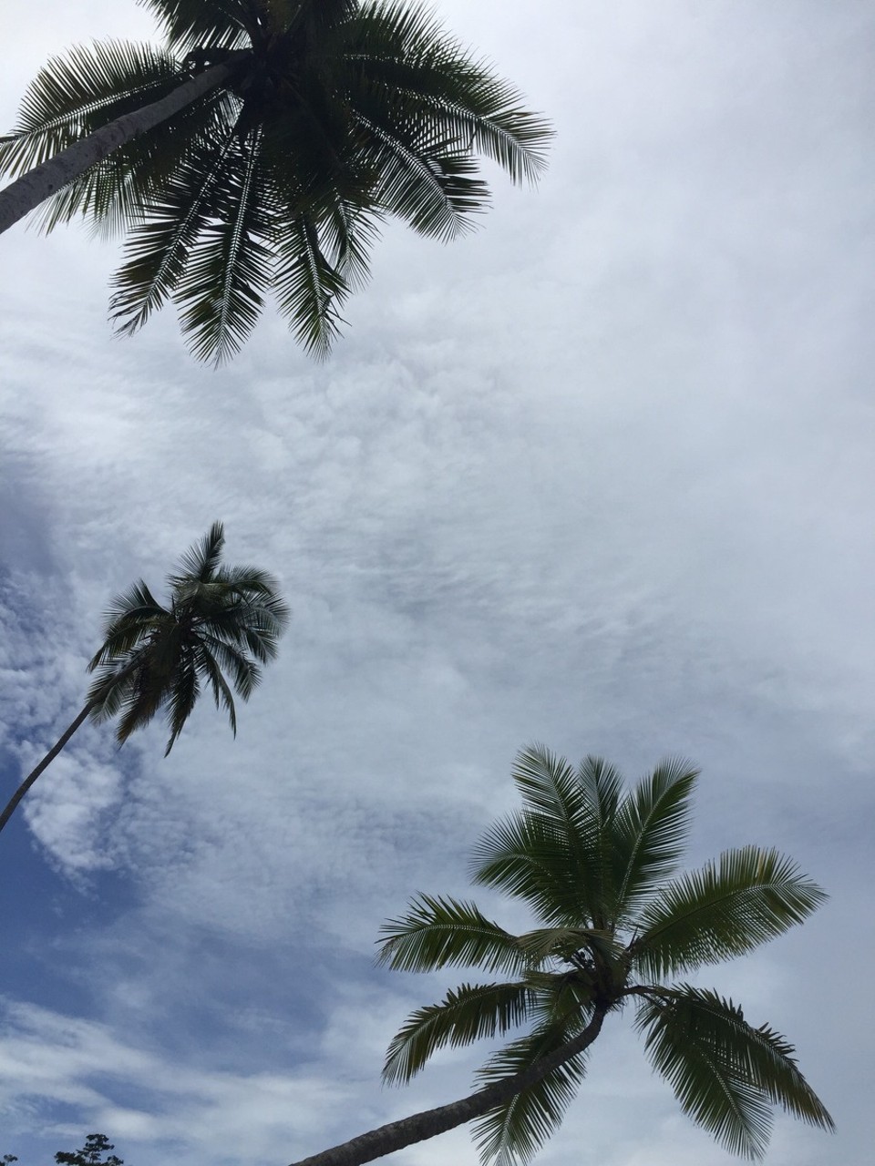 Costa Rica - Osa - 