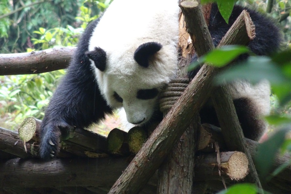 China - Chengdu - 