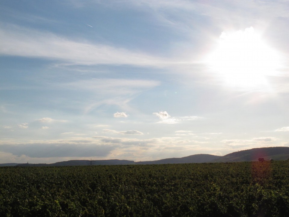 Deutschland - Geisenheim - 