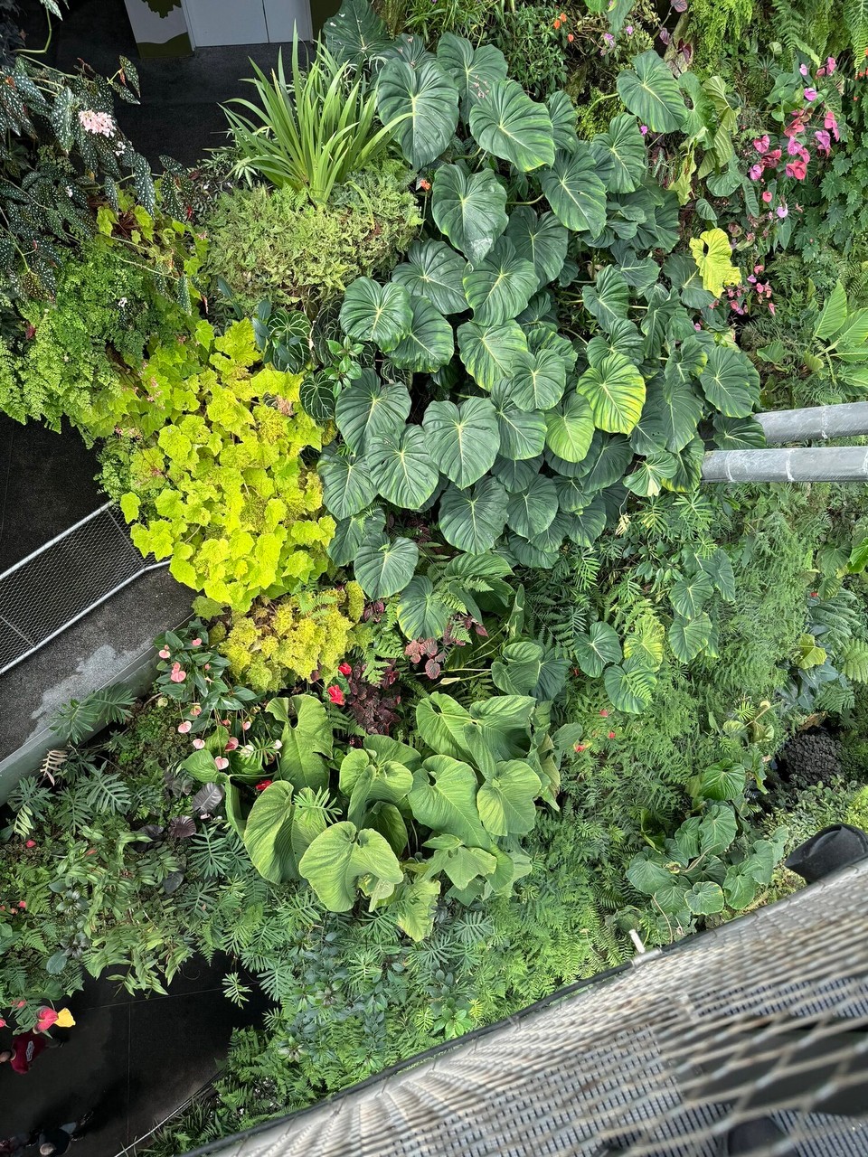 Singapur - Singapur - Seid de Marc: Wia Sandblagga = guats WC-Papier = fii wia Tempo