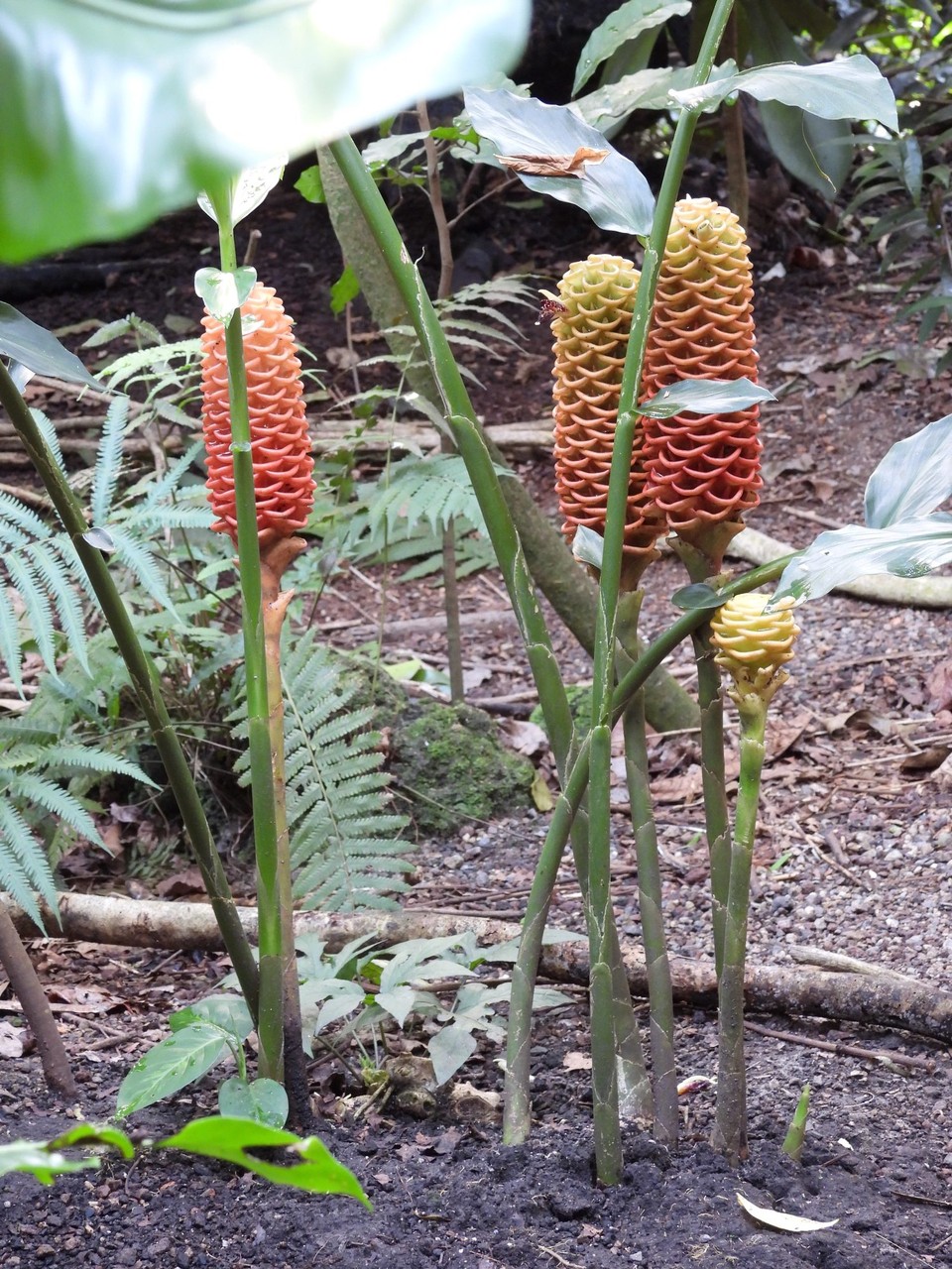 Madagaskar - unbekannt - 