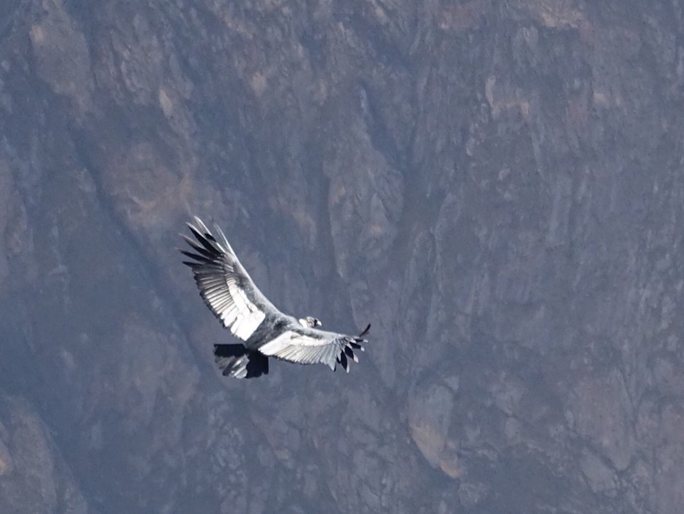 Peru - Arequipa - 3,5 m Spannweite 