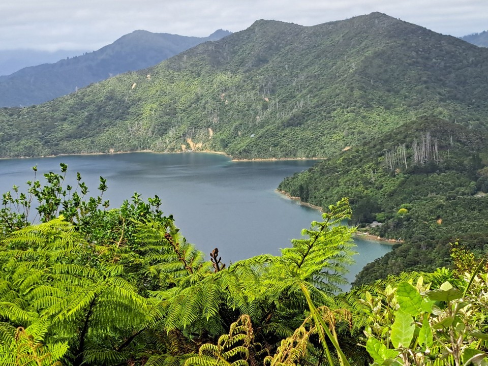 Neuseeland - Punga Cove - 