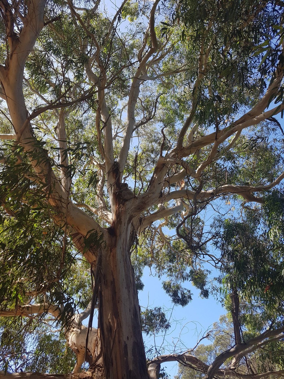 Australien - Halls Gap - 