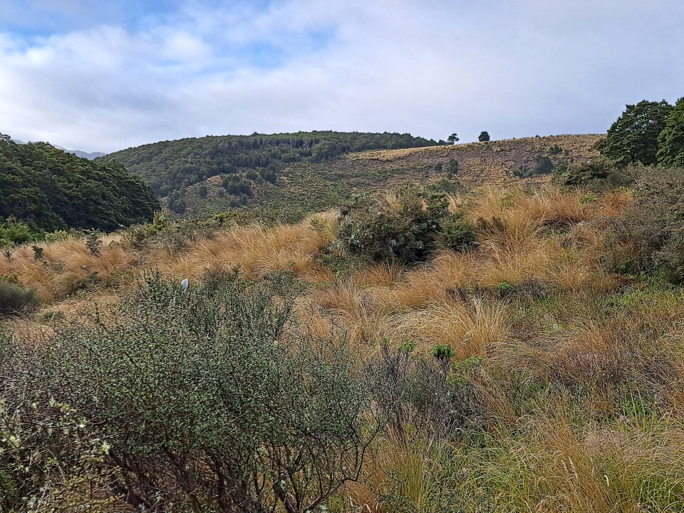 Neuseeland - Birchwood - 