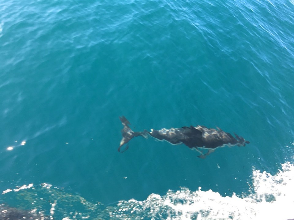 New Zealand - Kaikoura - 