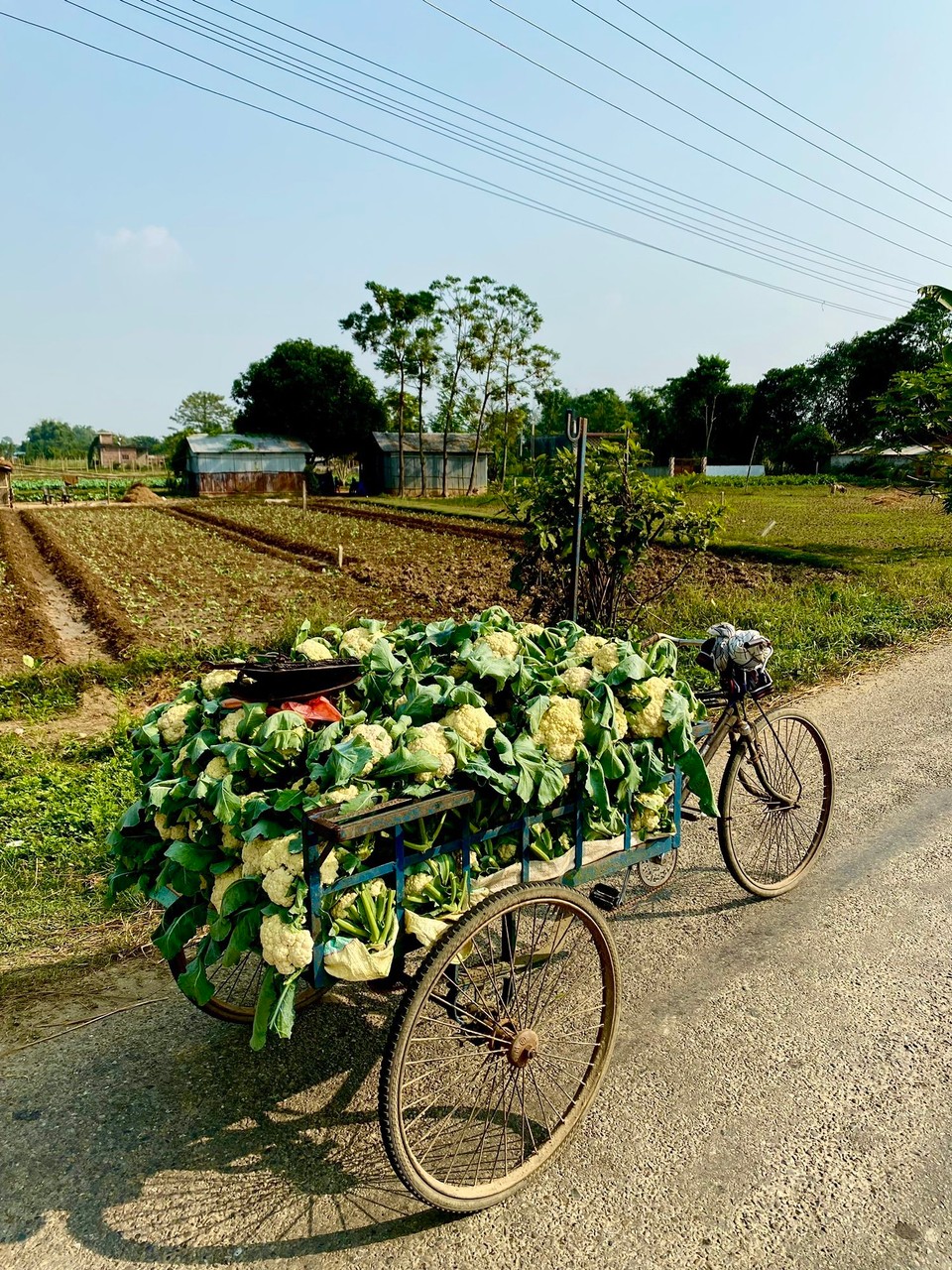Nepal -  - 