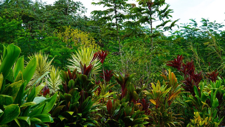 USA - Hilo - 