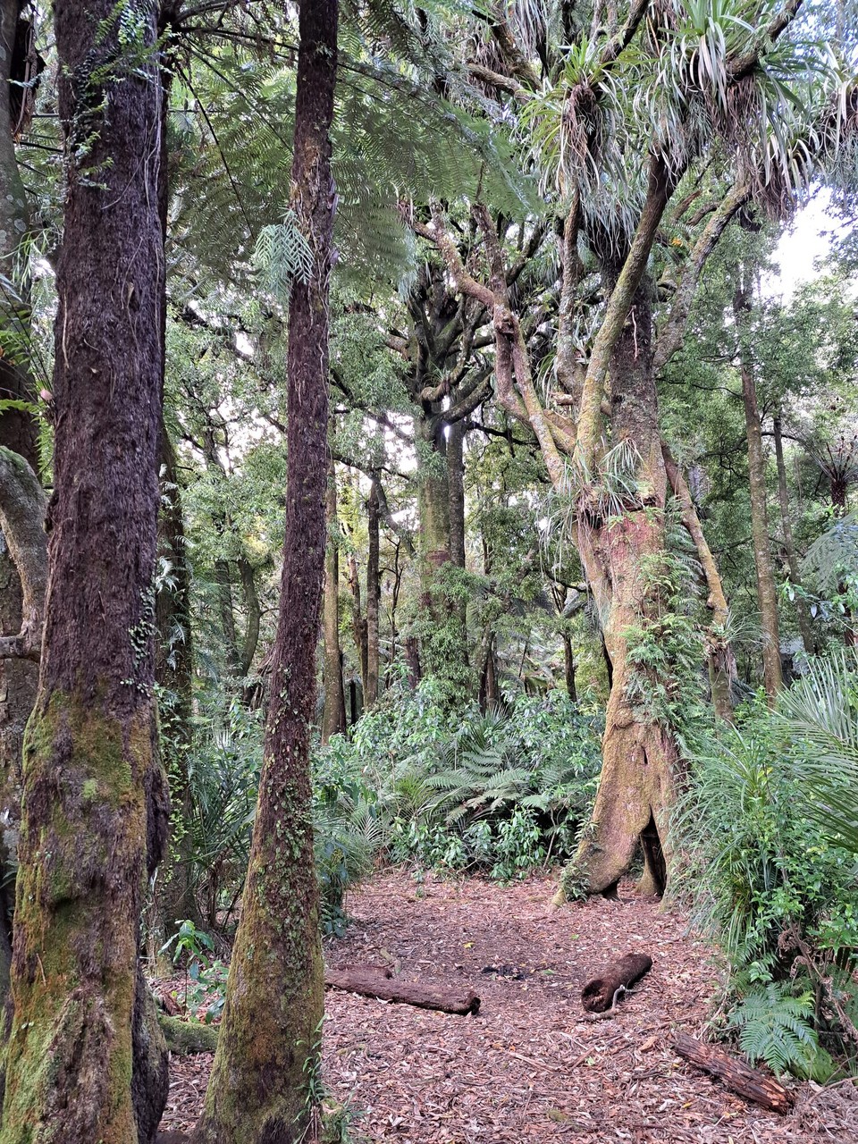 Neuseeland - Pirongia - 