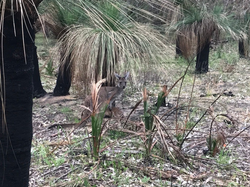 Australien - Ascot - Wallabie mit Kind