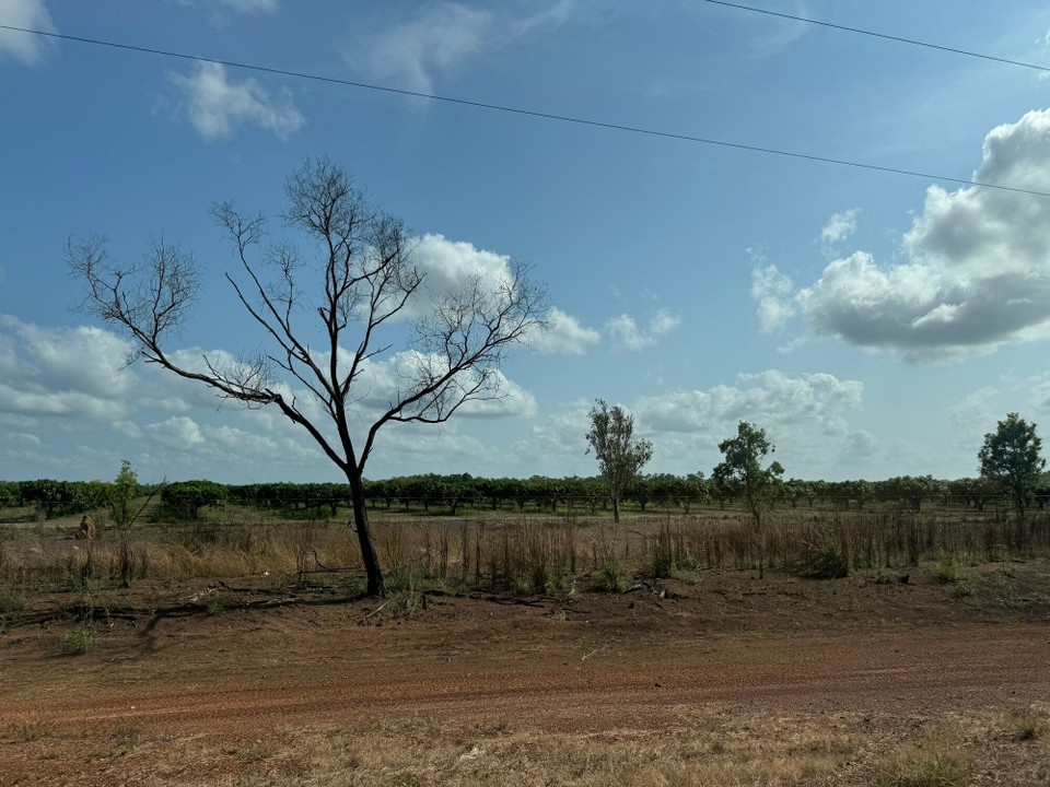 Australien - Jabiru - Mangofarm