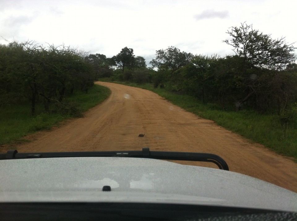 Südafrika - Kruger Park - Achtung: Schildkröte von links. Nur ein kleiner Teil der Straßen sind ungeteert. Ungeteert = max 40km/h, geteert = max 50km/h