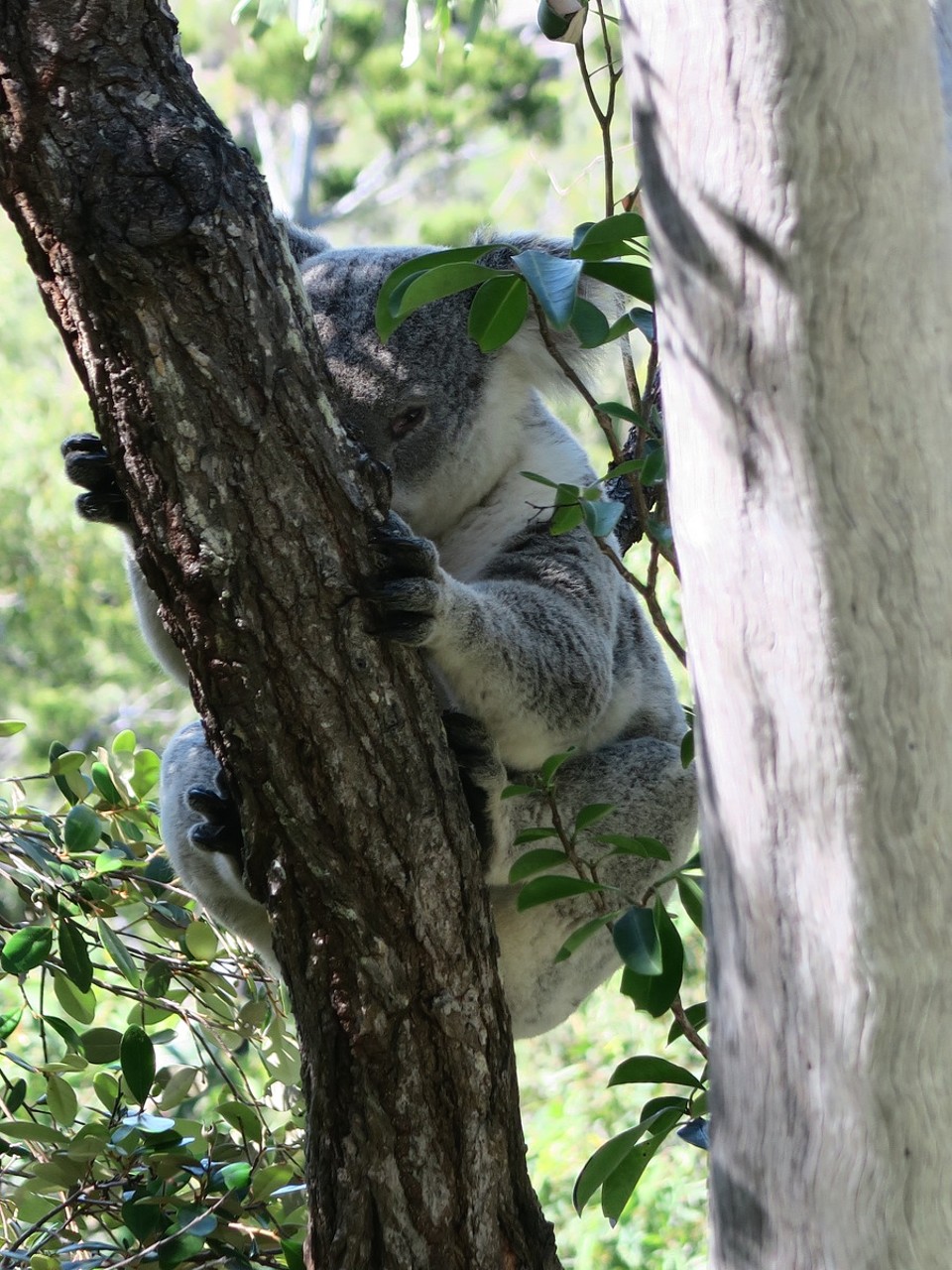 Australia - Magnetic Island - 