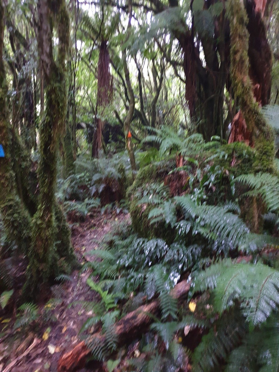 Neuseeland - Te Anau - 