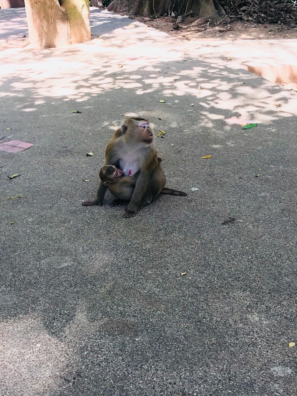 Thailand - Amphoe Mueang Phuket - 