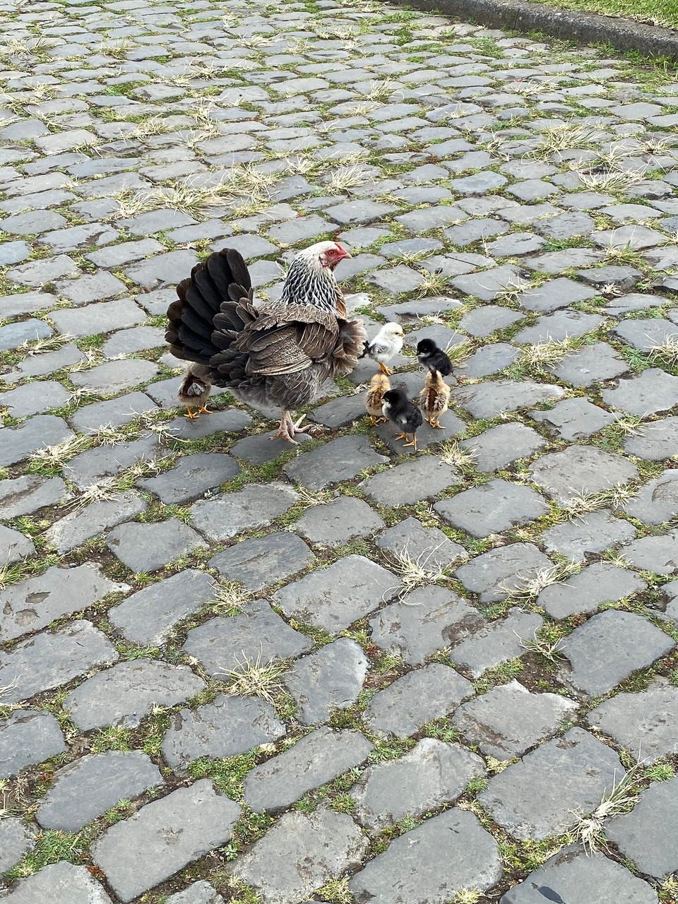 Portugal - Praia da Vitória - Ein kleine Familie
