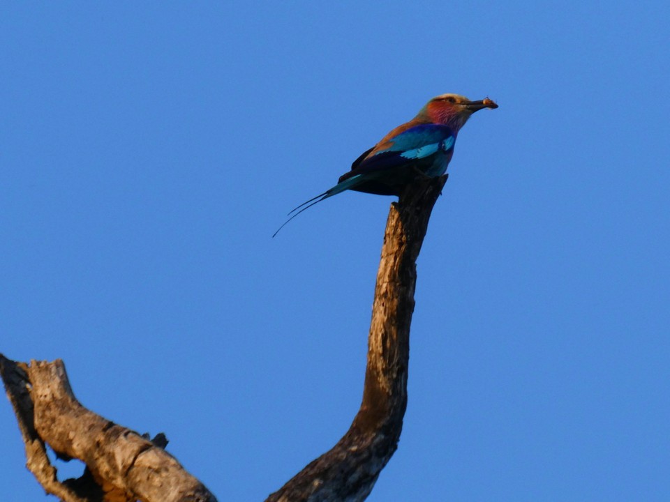 Südafrika - Kruger-Nationalpark - 