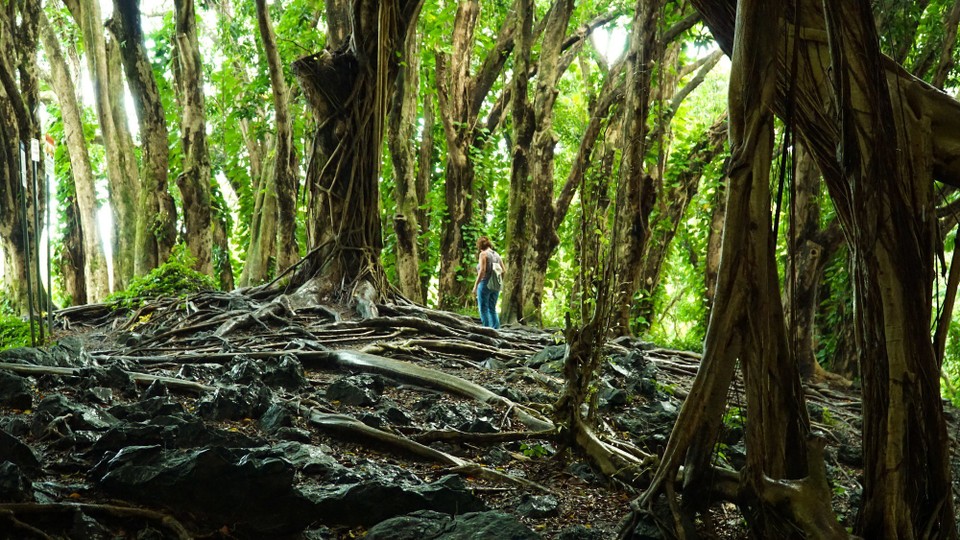 USA - Hilo - 
