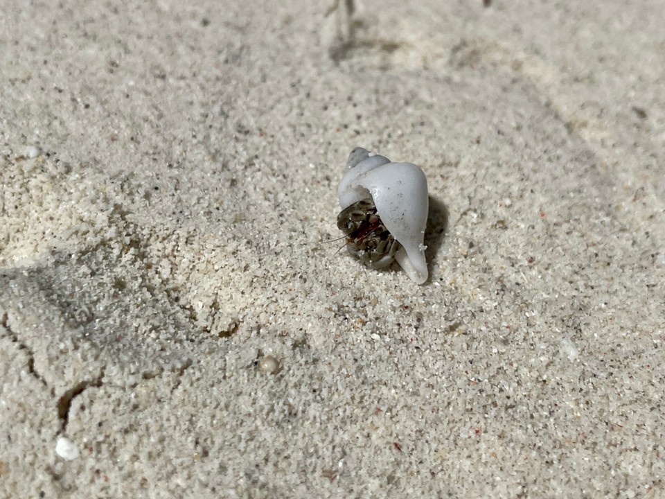 Philippinen - Panglao - 