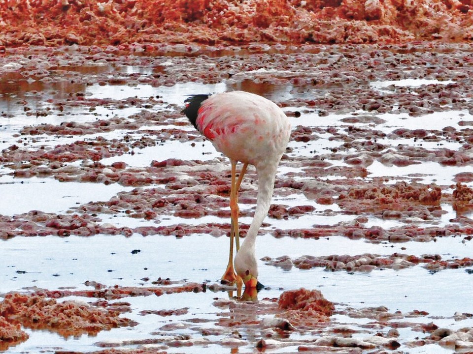 Chile - Atacama Desert - Andean flamingo