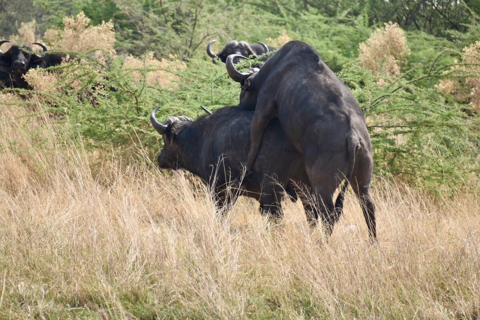 Botsuana -  - Für alle die es noch nicht wussten, so werden Steaks produziert.