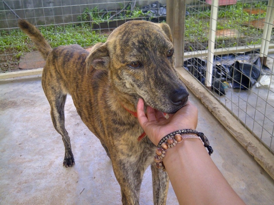 Malaysia - Kedawang - The gorgeous Tigger