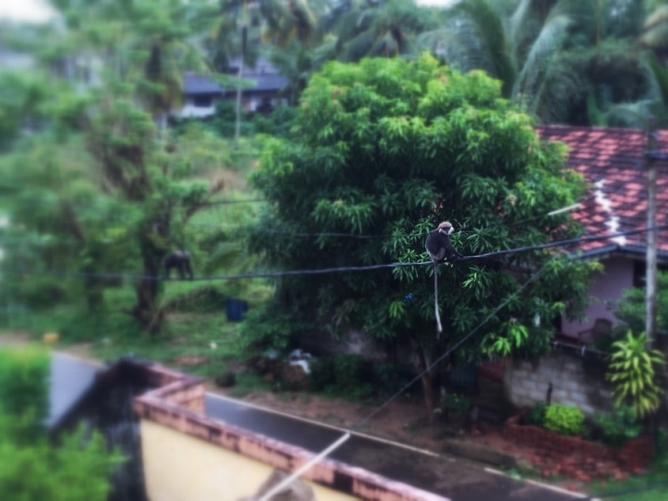 Sri Lanka - Weligama - 