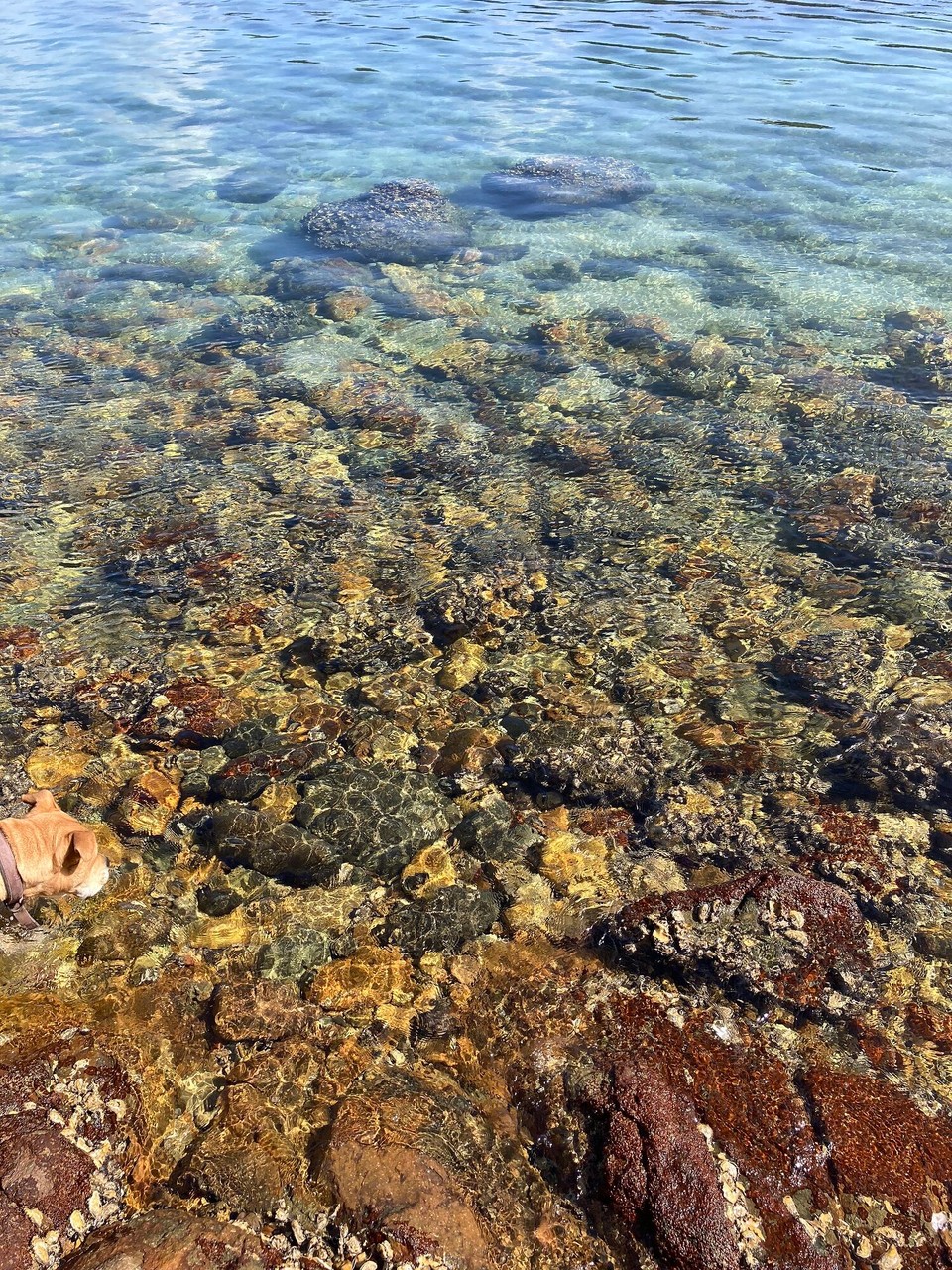 Neuseeland -  - Siehst du was im Wasser? - Ne… - Ich auch nicht 😂