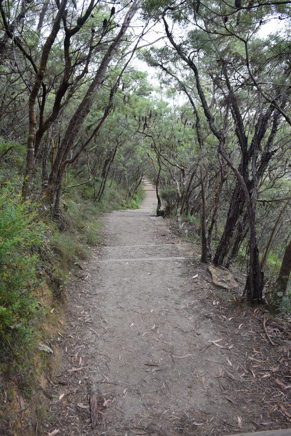 Australien - Wentworth Falls - Der Weg ist das Ziel