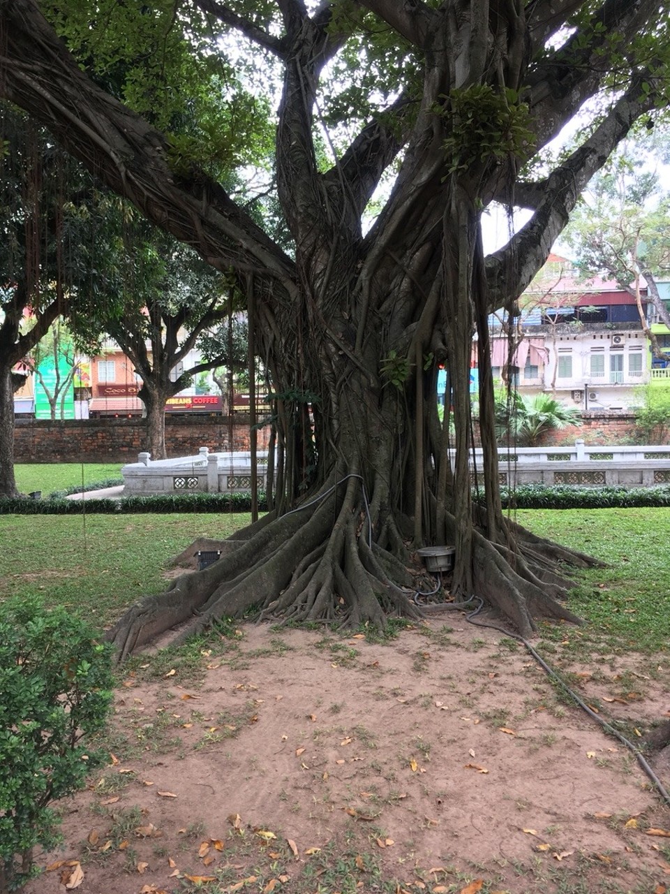 Vietnam - Hanoi - Alter Baum im literaturtempel 