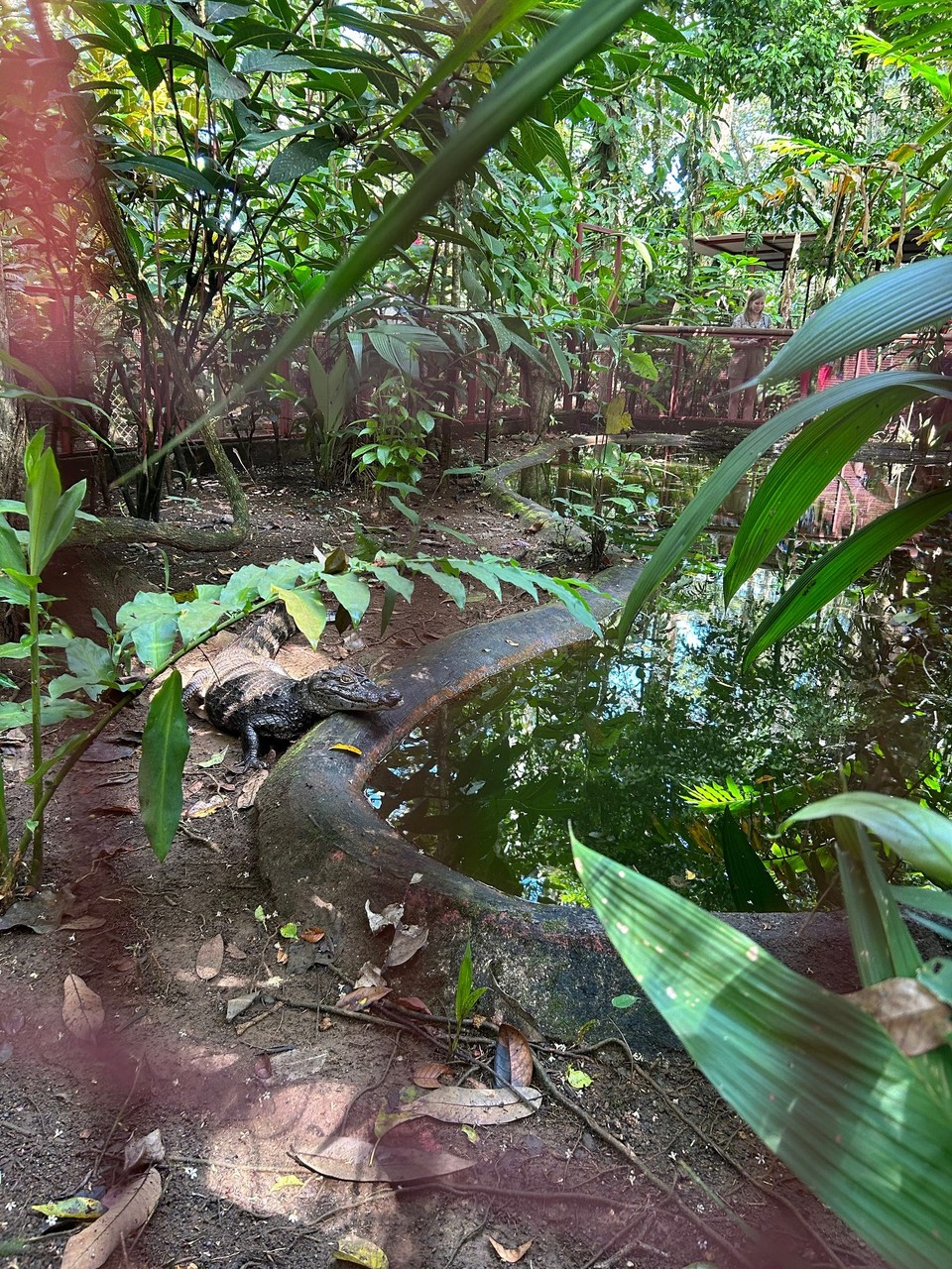 Costa Rica - Puerto Viejo de Talamanca - 