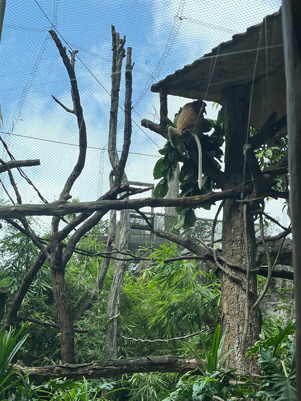 Singapur - Singapur - 
