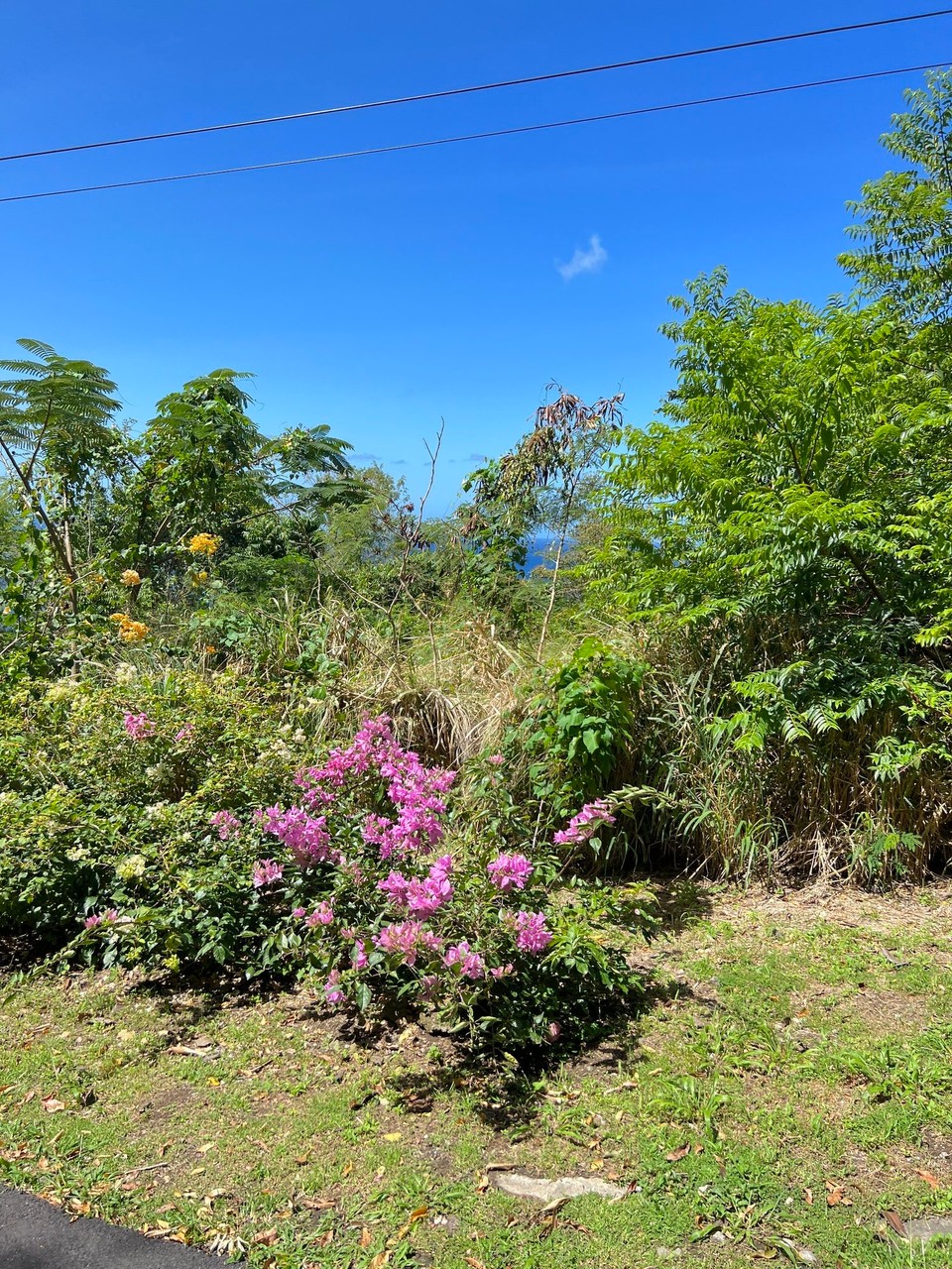 Dominica -  - 