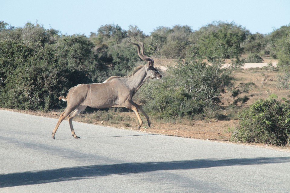 Südafrika - Addo - Großer Kudu von links!