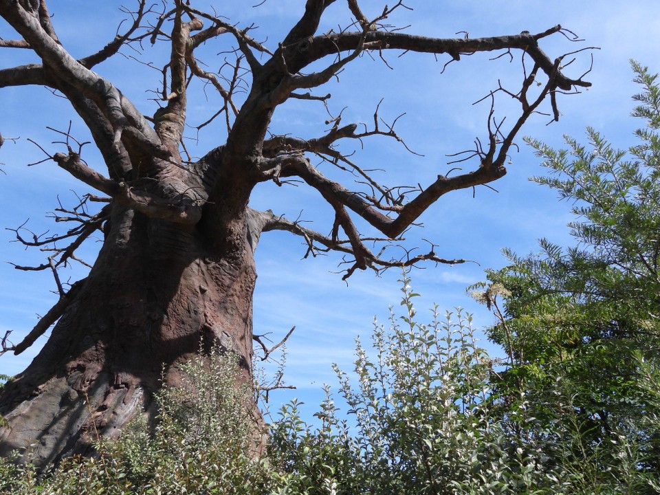 Schweiz - Zürich - ....erreicht man die riesigen Bäume und Felsbrocken der Lewa Savanne